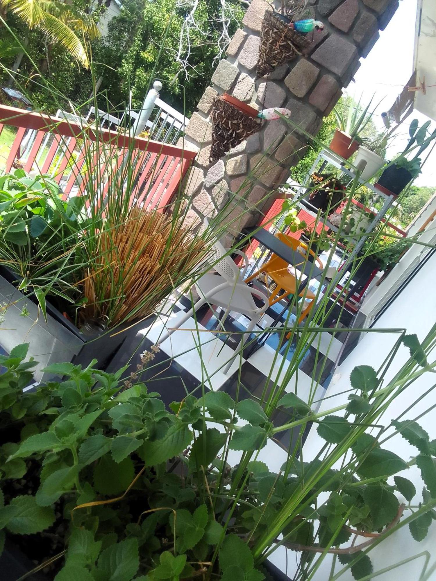 Chambre Avec Cuisine Et Sdb Semi-Privatives Separees Dans Un Ecrin De Verdure Les Abymes Eksteriør bilde